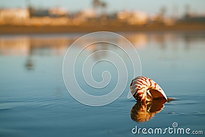Seashell nautilus on Agadir beach under sunset Stock Photo